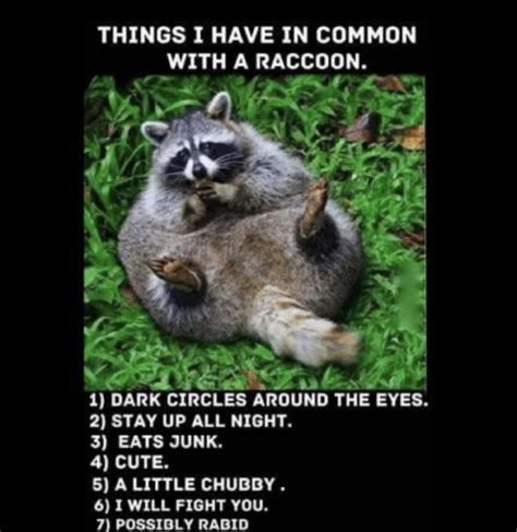 are you a raccoon meme